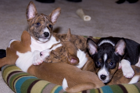 Tuckered Pups (Week 9)